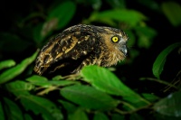 Ketupa malajska - Ketupa ketupu - Buffy Fish-Owl o3099